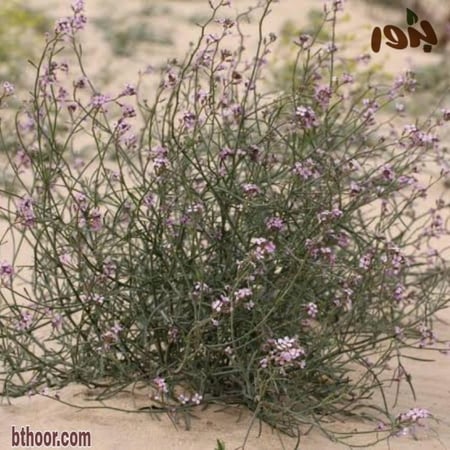 نبات السليح