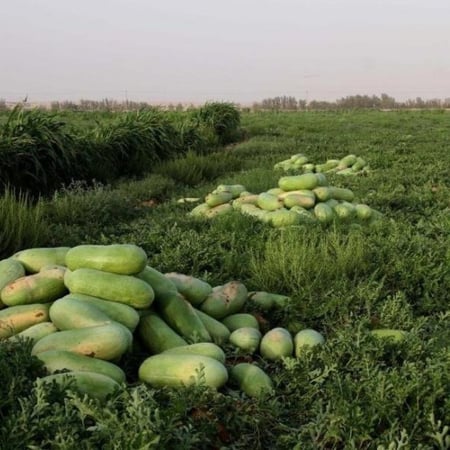 بذور الحبحب