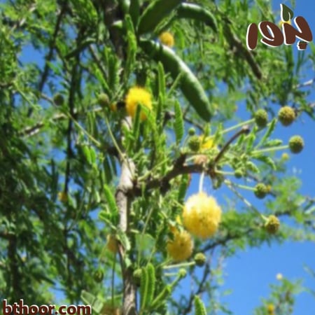 صورة زهور طلح الفتنة