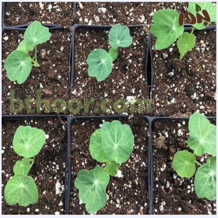براعم زهرة ابو خنجر