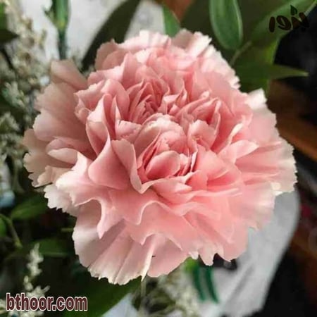 القرنفل العملاق