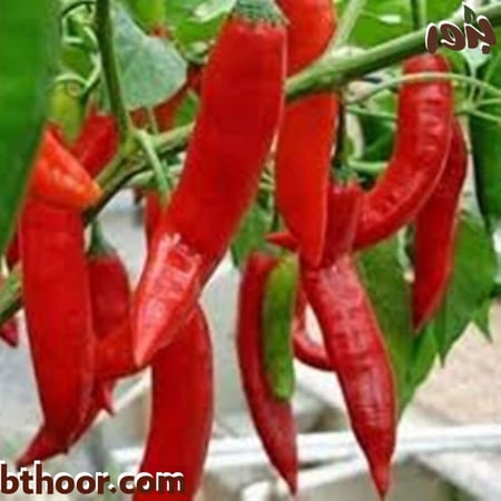 صورة فلفل أحمر كبير - متجر بذور الزراعي