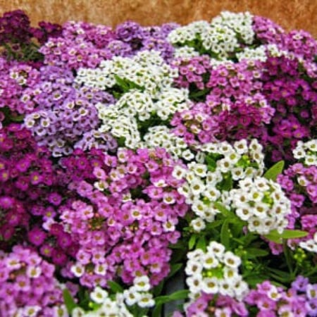 بذور زهرة الاليسم ( Lobularia maritima )