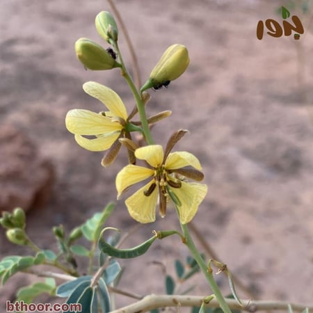 نبات العشرج