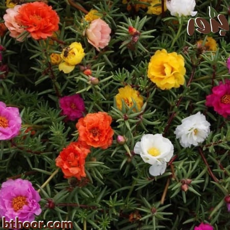 بذور رجلة الزهور جراند - الوان متعددة(بورتولاكا) Portulaca grandiflora