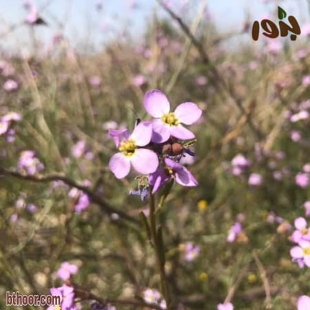 بذور نبات الاسليح