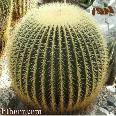 بذور صبار الكرة الذهبية جملة