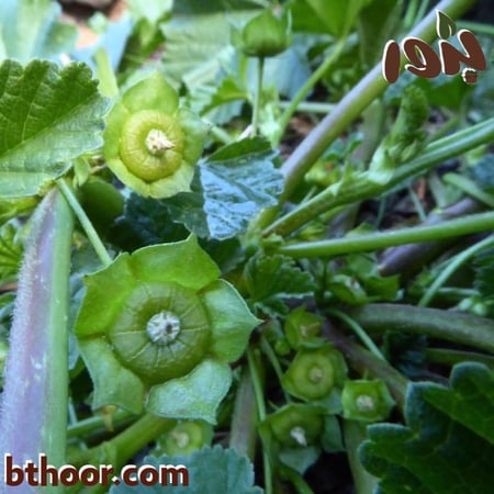 بذور الخبيزة-متجر بذور الزراعي