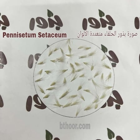 صورة بذور الحلفاء