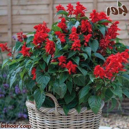 بذور سلفيا الحمراء جملة