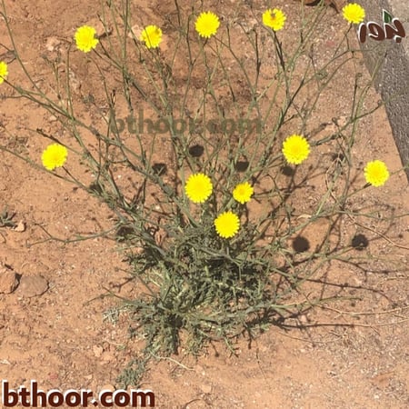 زهور العضيد - متجر بذور الزراعي