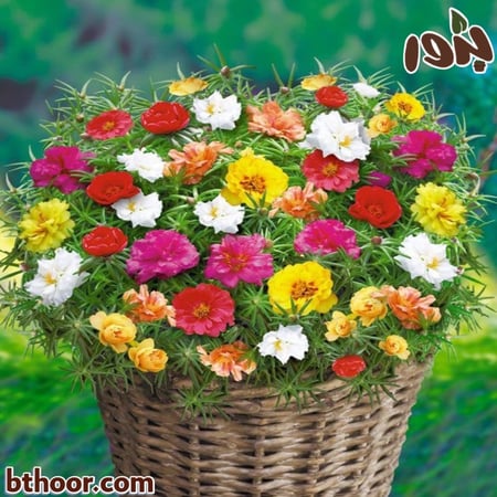 بذور زهرة الزينيا اللوان متعددة (Zinnia)