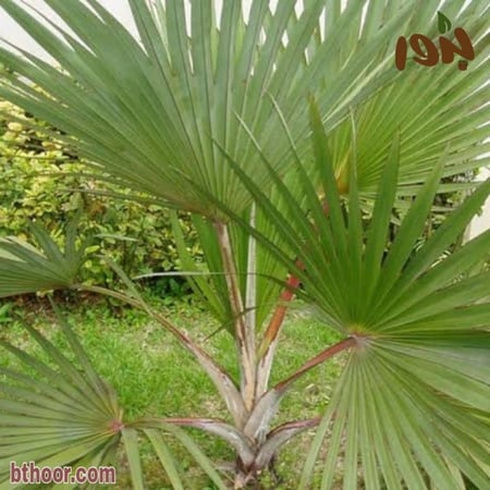 بذور نخيل اللاتانيا الخضراء ( Latania lontaroides )