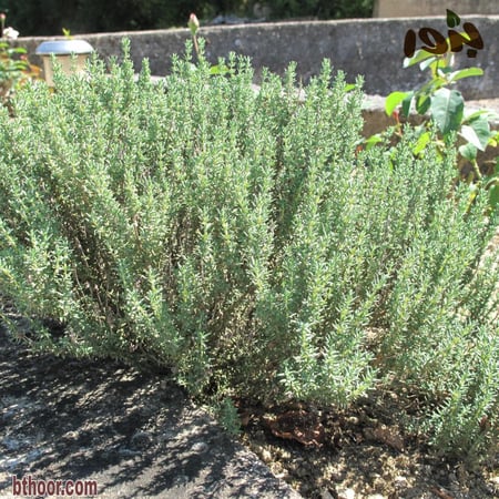 بذور الزعتر