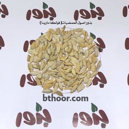 صورة بذور فولكا مارينا