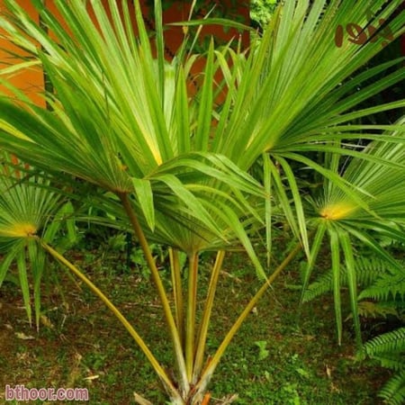 بذور نخيل اللاتانيا الخضراء ( Latania lontaroides )