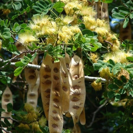 بذور شجرة اللبخ-متجر بذور الزراعي