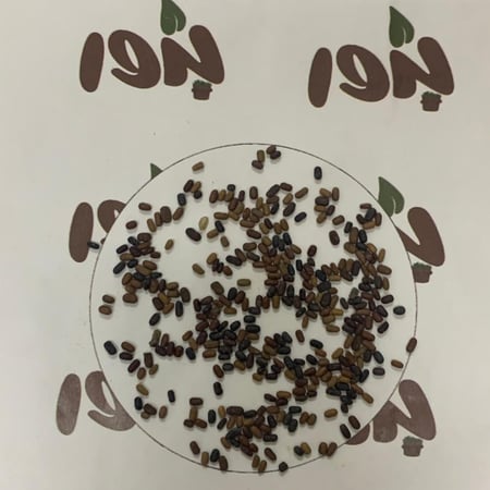 بذور السيسبان الأصفر ( sesbania sesban )