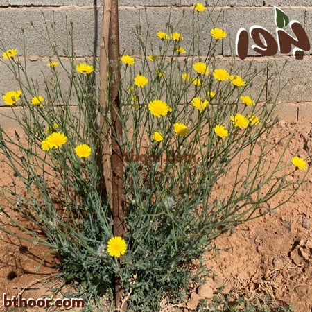 بذور اليعضيد- متجر بذور الزراعي
