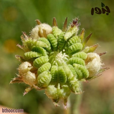 نبات الحنوة