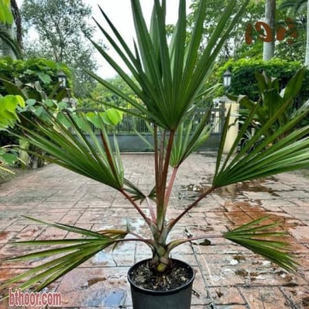 بذور نخيل اللاتانيا الخضراء ( Latania lontaroides )