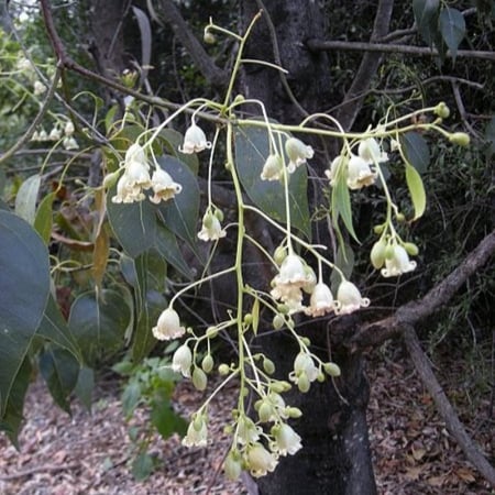 زهرة استركوليا مخمسة