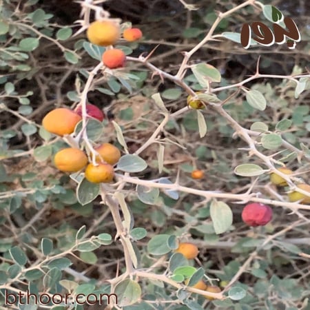 ثمار السدر البري