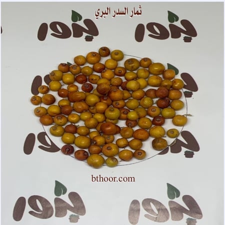 صورة ثمار السدر البري