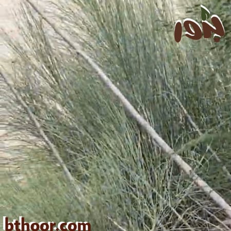 بذور اليسر أو البان العربي (Moringa Peregrina)