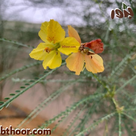 بذور الخباز الساحلي-متجر بذور الزراعي