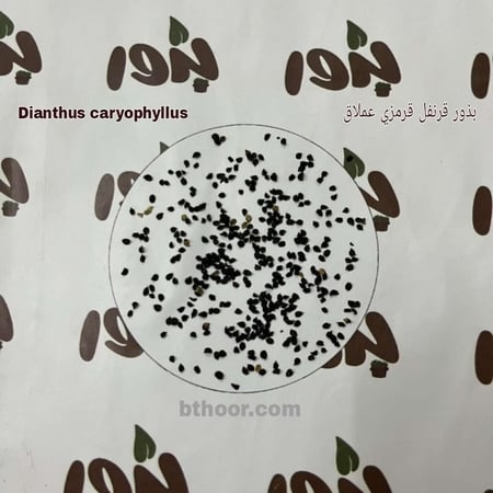 صورة بذور قرنفل قرمزي عملاق