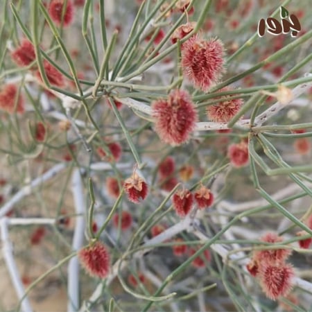 بذور شجرة الارطى
