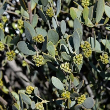 بذور الجوجوبا