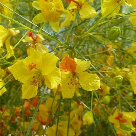 بذور شجرة‬ باركنسونيا - شوكة الفرس‬ (Parkinsonia aculeata)