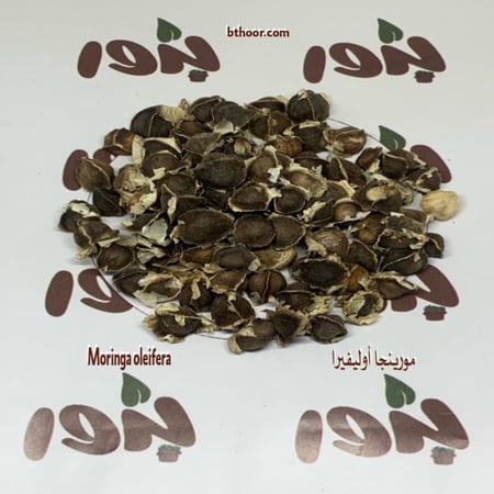 بذور مورينجا اوليفيرا