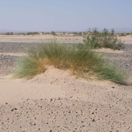 بذور عشبة النصي - Stipagrostis