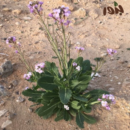 بذور اليهق ( الجرجير البري) - Diplotaxis acris