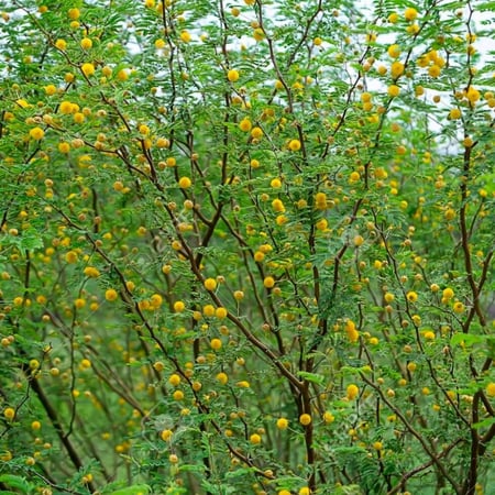 الطلح الانباري