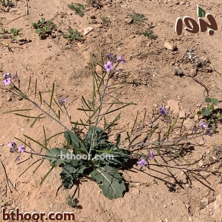 نبات اليهق-متجر بذور الزراعي