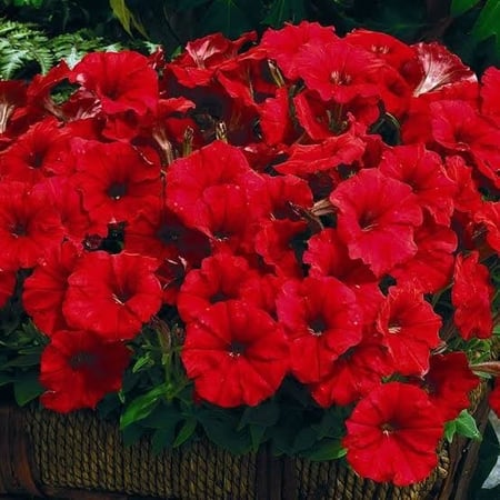 نبات بتونيا قزمي متراص احمر