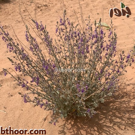 بذور العهينة-العيهل (Teucrium oliverianum)