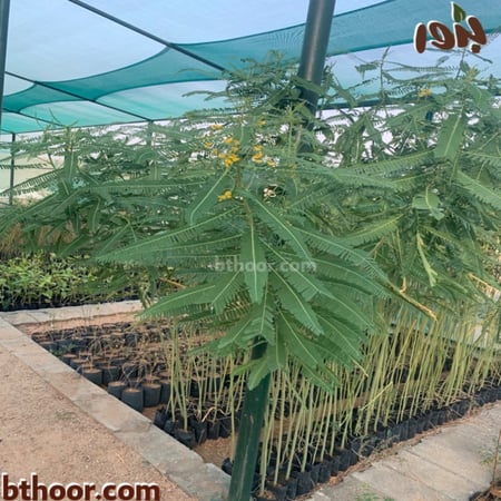 بذور شجرة السيسبان الأصفر-متجر بذور الزراعي