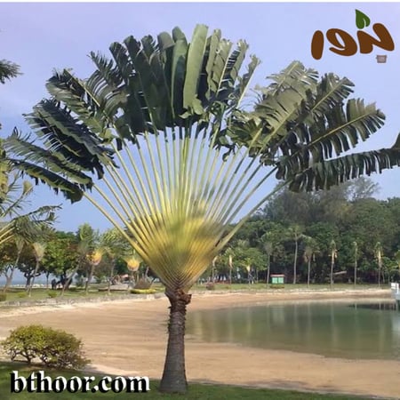 بذور نخيل رافينالا-متجر بذور الزراعب