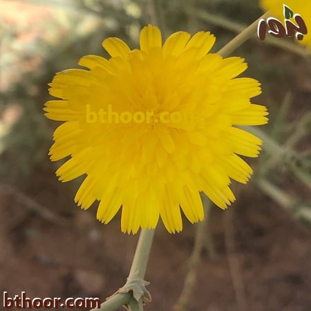 زهرة العضيد-ماجر بذور الزراعي