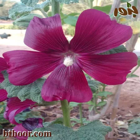 بذور الختمية البنفسجية-متجر بذور الزراعي