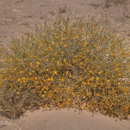 شجرة العرفج