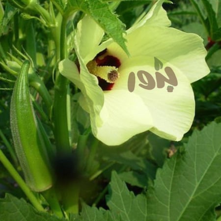 بذور البامية