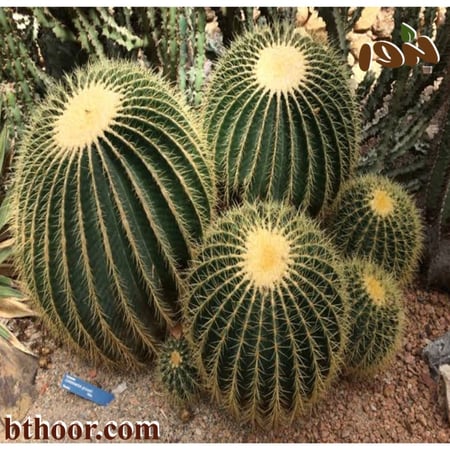 بذور عمة القاضي جملة