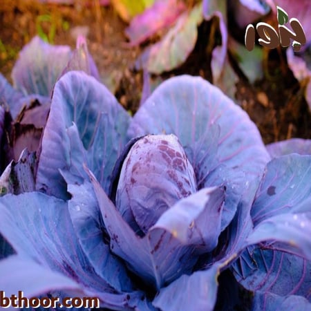 صور ملفوف الاحمر