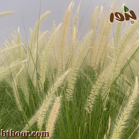 عشبة الحلفاء